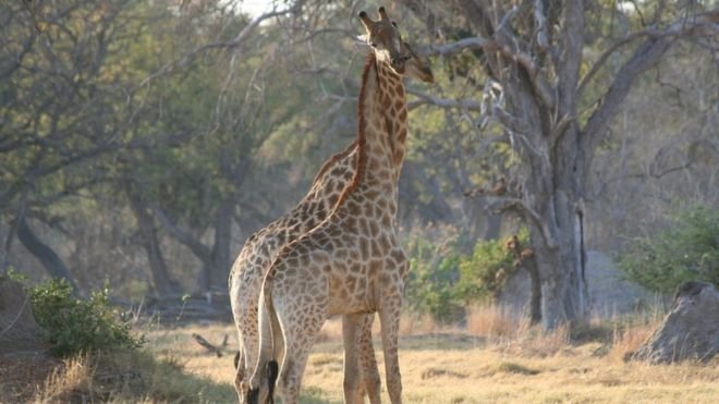 Giraffes, the tallest land animals, are now at risk of extinction