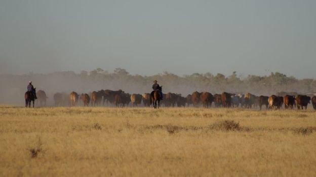 Grass-fed cattle in Kidman's Naryilco property in Queensland  Photo: BBC