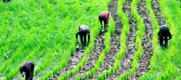 Nigeria farmers to get loan -WHO