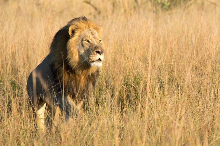 Xanda was reportedly shot on a trophy hunt