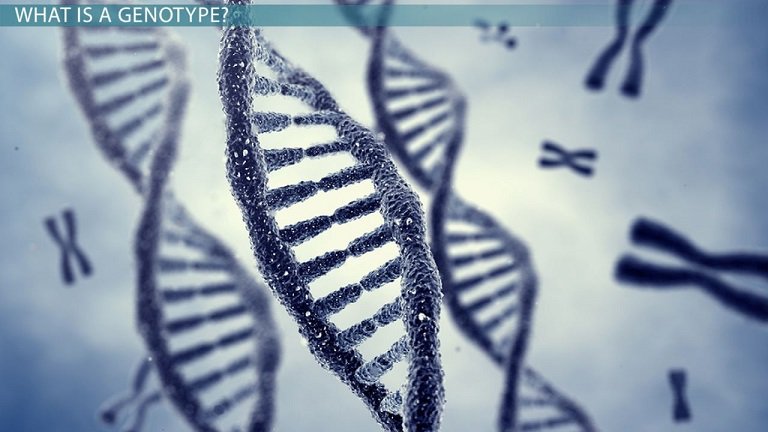 Failure to check genotype has wrecked many relationship
