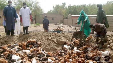 FG activates surveillance systems over bird flu in Kano