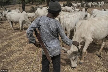 MACBAN plateau herdsmen