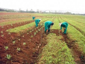 Global food crisis looms as energy, fertiliser costs rise