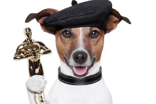 Dog wins award for stopping Boko Haram suicide bomber