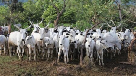 Kaduna police arrest cattle rustler, recover 90 livestock