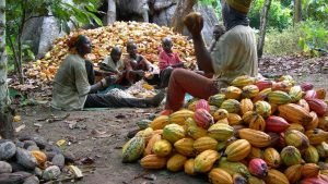 Cocoa farmers still living in poverty despite surge in prices — Report