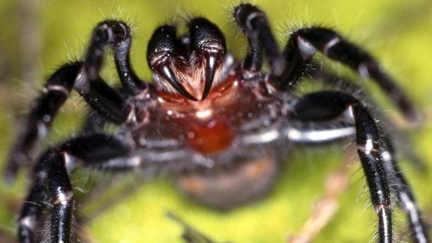 Instructions for making the funnel-web spider toxin were added to the fungus's genetic code