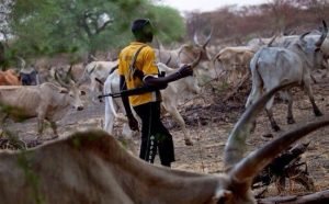 13 killed in fresh herdsmen attack in Benue