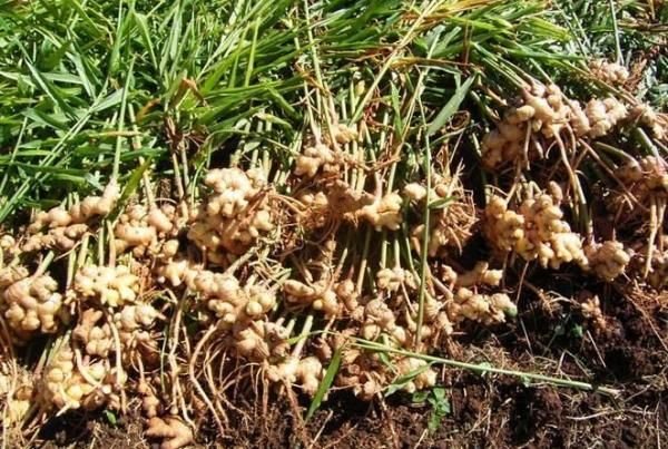 Ginger production