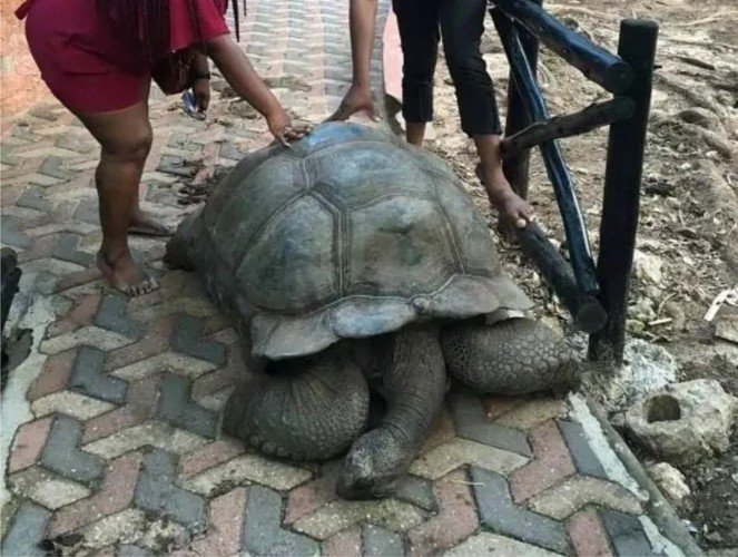 Alagba tortoise has died in Ogbomoso, Oyo state aged 344