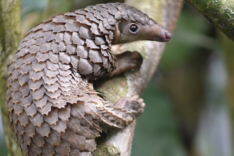 Customs intercept over 1000kg of Pangolin scales worth N1.7bn in Lagos Pangolin