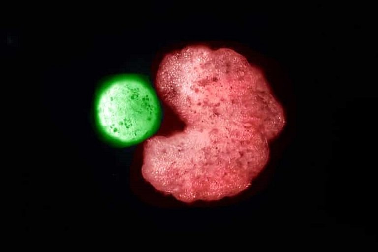 Scientists find that xenobots can reproduce Robots