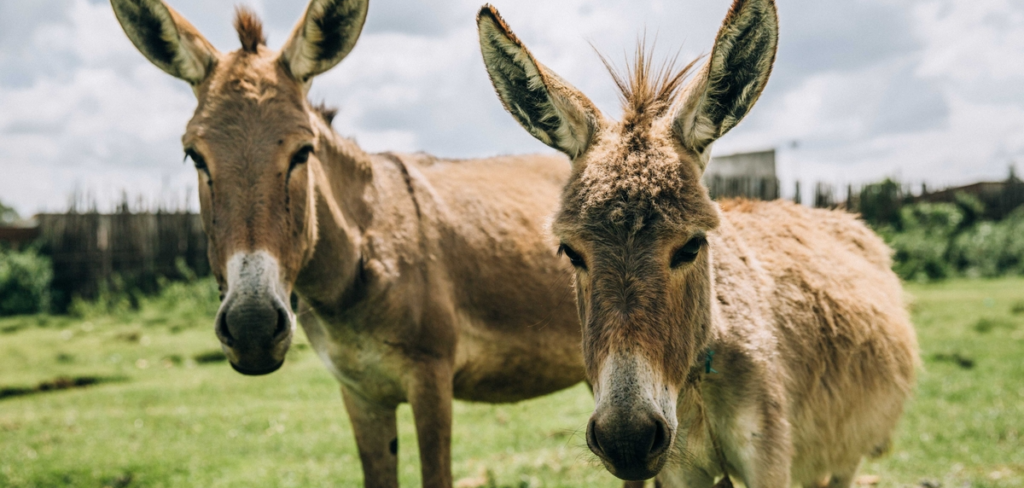 Tanzania bans donkey slaughter