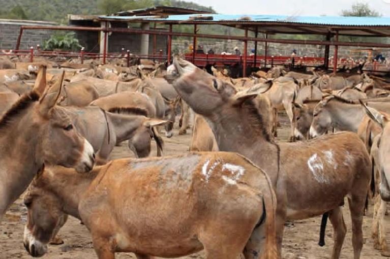 Donkey dealers demand N1bn compensation from Customs over seized dried meat A donkey market in Nigeria