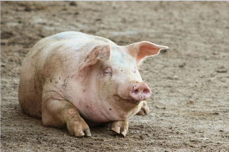 UK detects first human case of swine flu strain H1N2