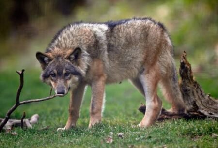 Tourist attacked by Wolves in France