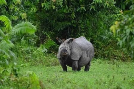 Floods kill six rhinos in national park