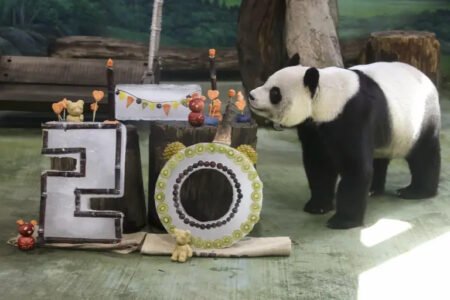 Giant panda Yuanyuan celebrates her 20th birthday