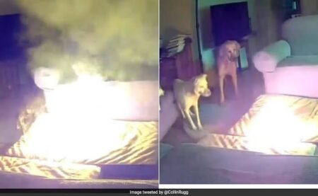 Dog starts house fire by chewing battery