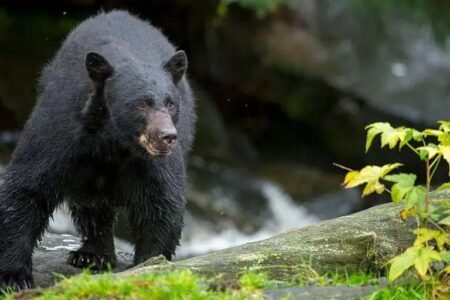 12-year-old boy kills bear as it mauls his father