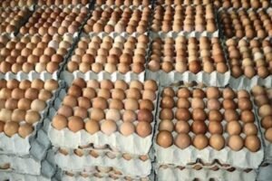 Stacks of egg crates displayed at a Nigerian poultry market amid rising food prices and economic hardship.