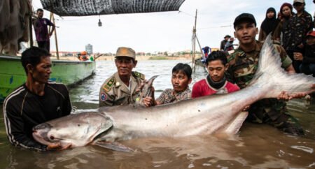 Six rare giant catfish surface in Cambodia