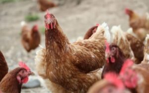 Bird Flu: Kano govt assures residents of safety