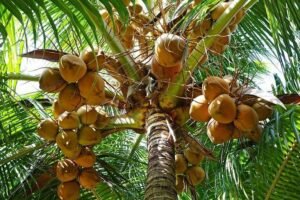 Nigeria explores coconut as alternative power supply 