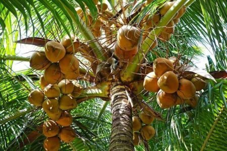 Nigeria explores coconut as alternative power supply 