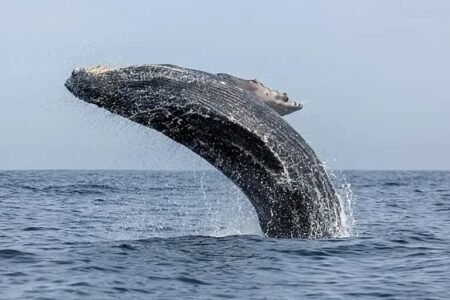 A humpback whale temporarily swallowed a kayaker in southern Chile before spitting him out unhurt, in an incredible escape captured on camera.