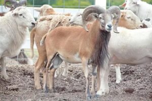 Crowded ram market