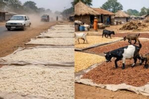 How weak regulation, poor hygiene fuel Nigeria’s food safety crisis Food vendors and market traders face growing scrutiny over unsafe food handling and contamination in Nigeria.