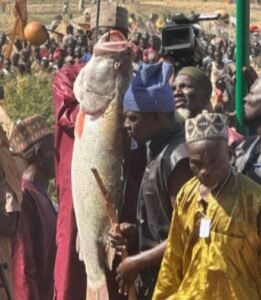 Argungu fishing festival opens with 59kg record catch