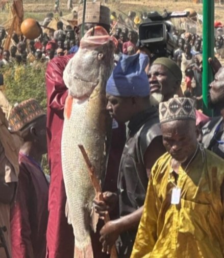 Argungu fishing festival opens with 59kg record catch