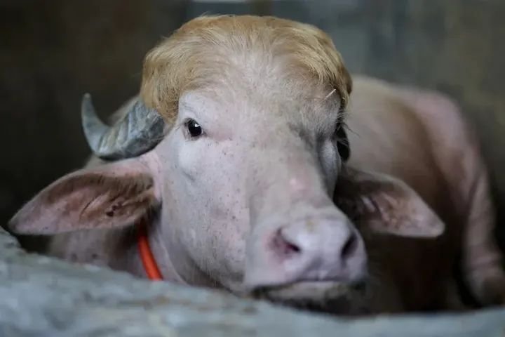 Bangladesh’s ‘Donald Trump’ buffalo becomes Eid al-Adha attraction A sacrificial albino buffalo named after US President Donald Trump which recently went viral, is pictured at an agro farm ahead of Eid-al-Adha, in Narayanganj, Bangladesh.